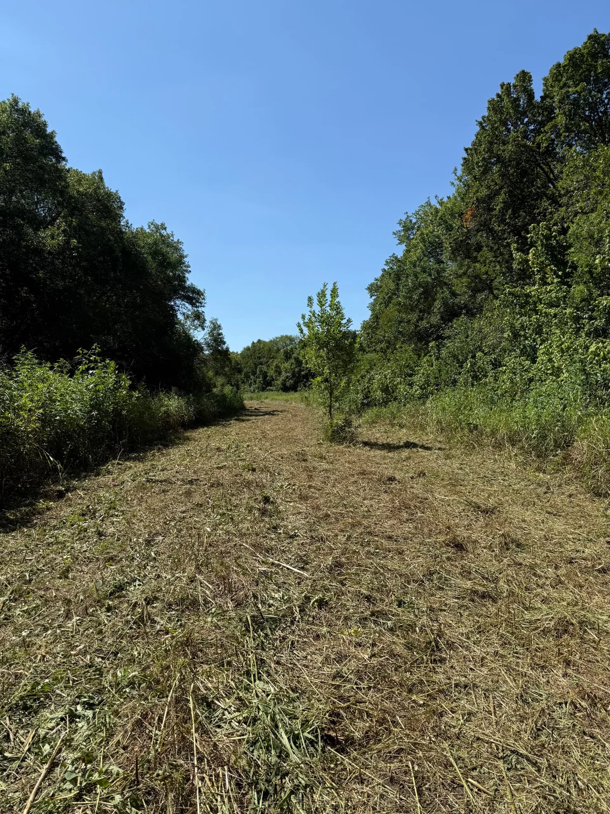 Cleared path through an overgrown lot after brush and small tree removal in Dallas, Texas